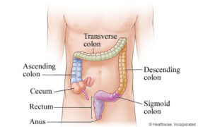 Cum îți afectează emoțiile intestinele (COLON)